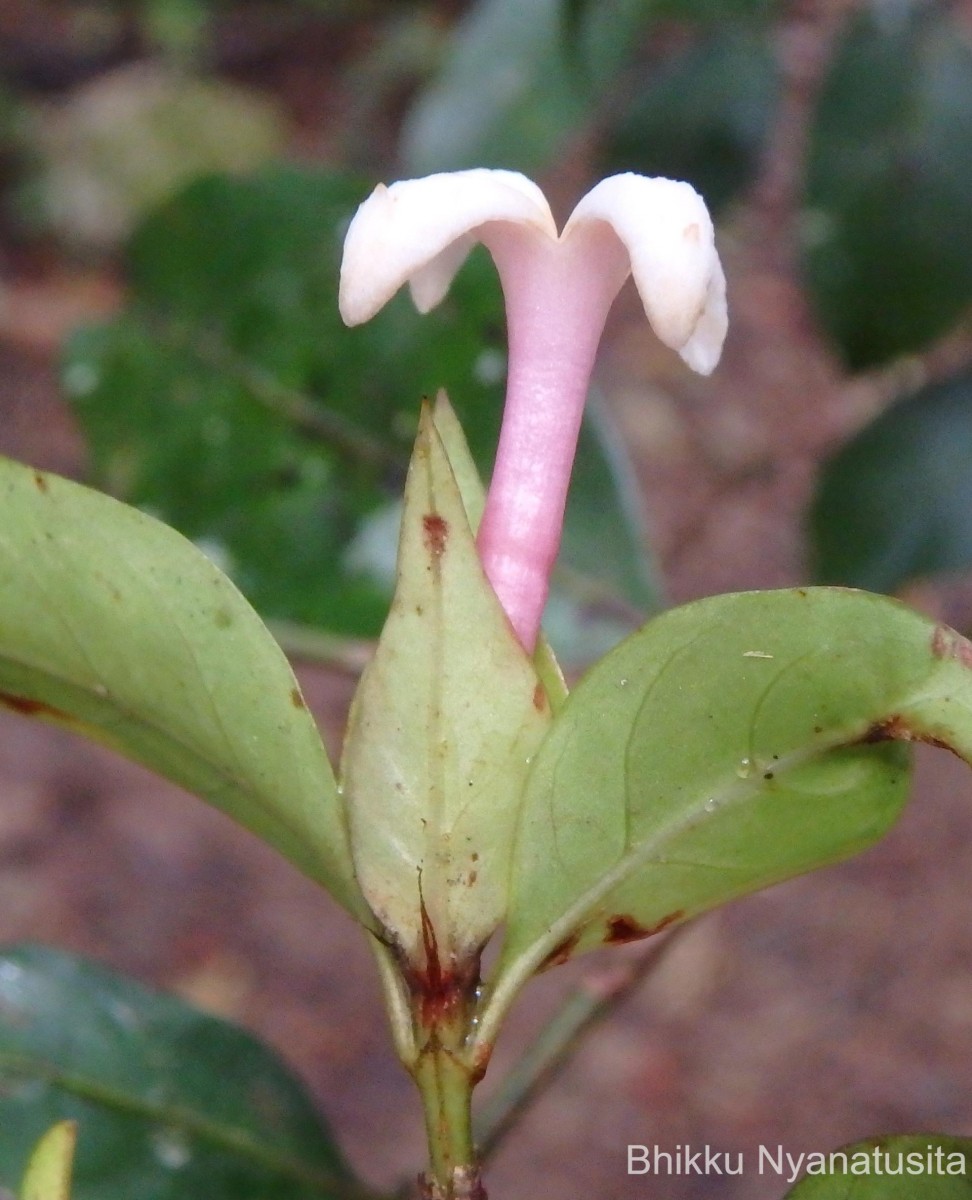 Gaertnera rosea Thwaites ex Benth.